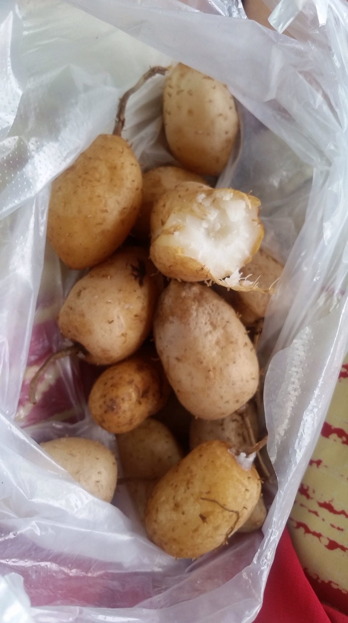 Some sort of mystery starchy snack that tastes like corn but looks like a potato. Any ideas what these are?